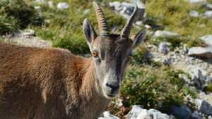 Couvreur Voiron